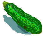 a zucchini
